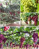 Photo 50+ Grape Seeds Vine Fruit Seed Fruit Plant Home Garden Non-GMO, best price $9.00, bestseller 2024