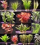 Foto 6 Verschiedene Bunde mit mehr als 40 Aquarium-Pflanzen - buntes Sortiment für EIN 60 Liter Aquarium, Wasserpflanzen für Vorne, Mitte und Hinten, bester Preis 12,99 €, Bestseller 2024