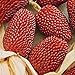 NIKA SEEDS - Vegetable Ornamental Corn Red - 10 Seeds new 2024