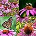 Purple Coneflower Seeds, Over 5300 Echinacea Seeds for Planting, Non-GMO, Heirloom Flower Seeds new 2024