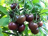 Photo 30+ Black Cherry Tomato Seeds, Heirloom Non-GMO, Low Acid, Indeterminate, Open-Pollinated, Sweet, Productive, from USA, best price $3.15 ($44.68 / Ounce), bestseller 2024