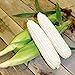 CEMEHA SEEDS - White Corn Sweet Non GMO Vegetable for Planting new 2024