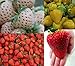 Erdbeeren-Sortiment XXL (Weisse+Gelbe+Rote+Riesenerdbeeren) 80++ Samen (Die Gartensensation) neu 2024