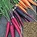 Samen zum Anpflanzen, 100pcs / set Karottensamen, Gemüsesamen, Getreide Natürlich Nein GVO voller Vitalität Samen für Balkon Backyard Garten Yard Saat neu 2024