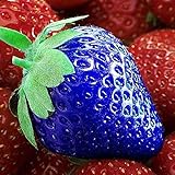Foto XQxiqi689sy Erdbeer-Samen, nahrhaftes Vitamin, bunt, nicht transgenisch, Bauernhoffruchtsamen, Blau, 100 Stück, bester Preis 10,63 €, Bestseller 2024