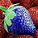 TOYHEART 100 Stück Premium-Fruchtsamen, Erdbeersamen, Nahrhaftes, Reichhaltiges Vitamin, Mehrfarbige, Nicht Gentechnisch Veränderte Fruchtsämlinge Für Die Landwirtschaft Blau neu 2023