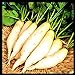 Radish Seeds for Planting | Non-GMO White Icicle Radish Seeds | Planting Packets Include Planting Instructions new 2024