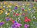 Blumenwiese mit 65 Wildkräuterarten, fünfjährige Bienenweide, insektenfreundliche Blühwiese, wilde mehrjährige winterharte Samenmischung für Bienen Hummeln und Schmetterlinge, Blumenwiesen (20qm) neu 2024