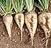300 Samen Zuckerrüben Süße weiße Rüben Non-GMO Wurzelgemüse oder Futterpflanzen Samen neu 2023