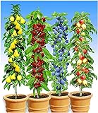 Foto BALDUR Garten Säulen-Obst-Kollektion Birne, Kirsche, Pflaume & Apfel, 4 Pflanzen als Säule Birnbaum, Kirschbaum, Pflaumenbaum, Apfelbaum, bester Preis 49,99 € (12,50 € / stück), Bestseller 2024