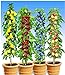 BALDUR Garten Säulen-Obst-Kollektion Birne, Kirsche, Pflaume & Apfel, 4 Pflanzen als Säule Birnbaum, Kirschbaum, Pflaumenbaum, Apfelbaum neu 2024