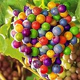 Foto TENGGO Egrow 50 Teile/Paket Traubenkernen Regenbogen Colorful Garten Obst Pflanzen Süße Kyoho Traubenkerne, bester Preis 8,20 €, Bestseller 2024