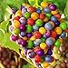 TENGGO Egrow 50 Teile/Paket Traubenkernen Regenbogen Colorful Garten Obst Pflanzen Süße Kyoho Traubenkerne neu 2024