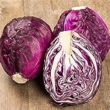 Photo RattleFree Cabbage Seeds for Planting | Heirloom & Non-GMO | 500 Red Acre Cabbage Vegetable Seeds for Planting Home Gardens | Growing Instructions Included on Planting Packets, best price $6.95, bestseller 2024