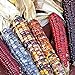 Corn Seeds- Indian Ornamental,25 Count 