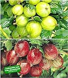 Foto BALDUR Garten Stachelbeer-Sträucher-Set, 2 Pflanzen Ribes 'Gelbe Invicta®' und 'Rote Spinefree®', bester Preis 16,99 €, Bestseller 2024