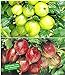 BALDUR Garten Stachelbeer-Sträucher-Set, 2 Pflanzen Ribes 'Gelbe Invicta®' und 'Rote Spinefree®' neu 2024