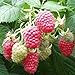 2 Joan J Raspberry Plants-Everbearing, Thornless (2 Lrg 2 Yrs Bare root Canes) new 2022