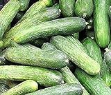 Photo 50 Rhinish Pickle Cucumber Seeds | Non-GMO | Heirloom | Fresh Garden Seeds, best price $6.95, bestseller 2024