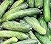 50 Rhinish Pickle Cucumber Seeds | Non-GMO | Heirloom | Fresh Garden Seeds new 2024