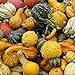 100 Stück Kürbiskerne Natürliche dekorative hochkeimende gemischte kleine Kürbis-Gemüsesamen für Gärten neu 2024