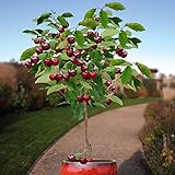 Photo 10 Seeds Dwarf Cherry Tree Self-Fertile Fruit Tree Indoor/Outdoor, best price $7.95 ($0.80 / Count), bestseller 2024