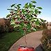 10 Seeds Dwarf Cherry Tree Self-Fertile Fruit Tree Indoor/Outdoor new 2024