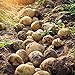 5pcs Graines de pommes de terre Haute taux de germination facile à croître à croissance rapide de la croissance rapide à manipuler le jardin Sweet and nutritieux savoureux végétal bonsaï p Gra nouveau 2024