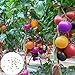 Semillas de tomate raras, 100 piezas / bolsa Semillas Ensaladas de frutas tolerantes a la sequía Semillas de jardín frescas no transgénicas para jardín nuevo 2024