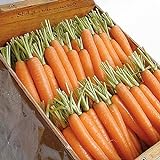 Photo David's Garden Seeds Carrot Napoli 1122 (Orange) 200 Non-GMO, Hybrid Seeds, best price $3.95, bestseller 2024
