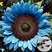 Voldrew Semillas de Flores, 50 unids/Bolsa Semillas de Planta no GMO Alta germinación productiva Brillante Azul Girasol Girasol Semillas para la siembra Girasol nuevo 2024