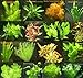 150 Wasserpflanzen XXL Set, Dünger, Aufbereiter, Aquariumpflanzen für alle Bereiche, Aquarienpflanzen in rot und grün, 22 Bund neu 2024