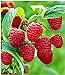 BALDUR Garten Himbeeren TwoTimer® Sugana®, 1 Pflanze Rubus idaeus Himbeerpflanze neu 2024