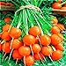 Seeds4planting - Seeds Sweet Carrot Paris Market Round Red Heirloom Vegetable Non GMO new 2024