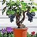Plinia cauliflora Semillas, 85pcs / Semillas de uva bolsa nutritivo paisajes comestibles enanos Mini Bonsai Las plantas de semillero de Inicio nuevo 2024