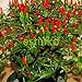50pcs / lot de la herencia Semillas Thai Sun del pimiento picante de chile Capsicum annuum ornamental Bonsai Plant Mini Hot Pepper Seeds nuevo 2024