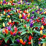 Photo 5 Color Pepper Plant Seeds for Planting | 25+ Seeds | Exotic Garden Seeds to Grow Multicolored Peppers | Amazing, best price $8.29 ($0.33 / Count), bestseller 2024