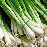 Photo 1000 Scallion Seeds, A.k.a Green Onion, Spring Onion. Grow Spring/ Late Summer/fall, best price $3.30, bestseller 2024