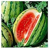 Photo 25 Dixie Queen Watermelon Seeds | Non-GMO | Heirloom | Instant Latch Garden Seeds, best price $5.95, bestseller 2024