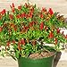 N.E.W Hot Heirloom 50/Lot Thai Sun Hot Pfeffer Capsicum Pfeffer Ornament Chili Samen Bonsai Pflanze Mini Hot Pepper Samen neu 2024