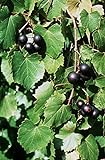 Foto 5 Samen von Vitis rotundifolia PURPLE Muscadine Traubenkernen, bester Preis 14,99 €, Bestseller 2024