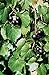 5 Samen von Vitis rotundifolia PURPLE Muscadine Traubenkernen neu 2024