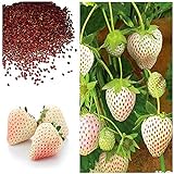 Photo MOCCUROD 300pcs White Alpine Strawberry Fragaria Vesca Pineberry Sweet Pineapple Flavour Seeds, best price $7.99 ($0.03 / Count), bestseller 2024
