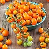 Photo Sun Gold Hybrid Tomato Seeds (40 Seed Pack), best price $6.49, bestseller 2024