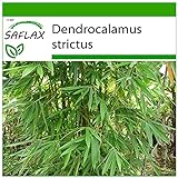 Foto SAFLAX - Bambú de Calcuta - 50 semillas - Con sustrato estéril para cultivo - Dendrocalamus strictus, mejor precio 4,45 €, éxito de ventas 2024