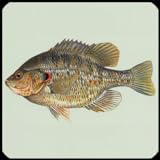 Foto Fisch Arten Trivia Quiz, bester Preis 1,08 €, Bestseller 2024