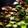 Aquarium Aquatic Plants Creeping ludwigia, Narrow-leaf ludwigia Photo and characteristics
