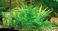 Aquarium Aquatic Plants Echinodorus latifolius Photo and characteristics