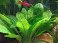 Aquarium Aquatic Plants Black Amazon Sword Photo and characteristics