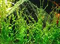 Aquarium Aquatic Plants Echinodorus Vesuvius Photo and characteristics